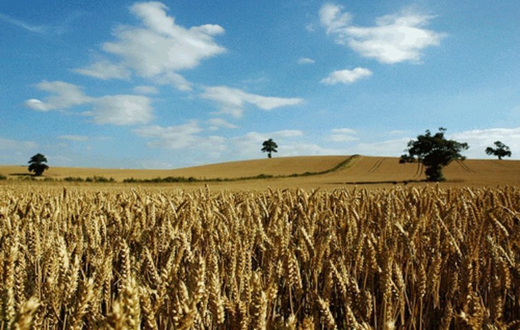 Cultius de blat a la demarcació de Lleida Interior