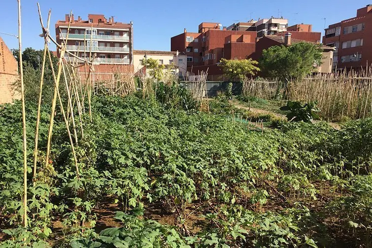 Tàrrega treu a concurs parcel·les per promoure el conreu ecològic