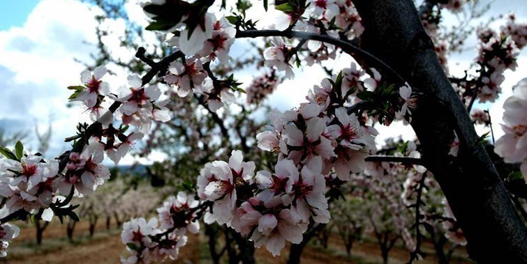 Un ametller de les Garrigues en plena floració