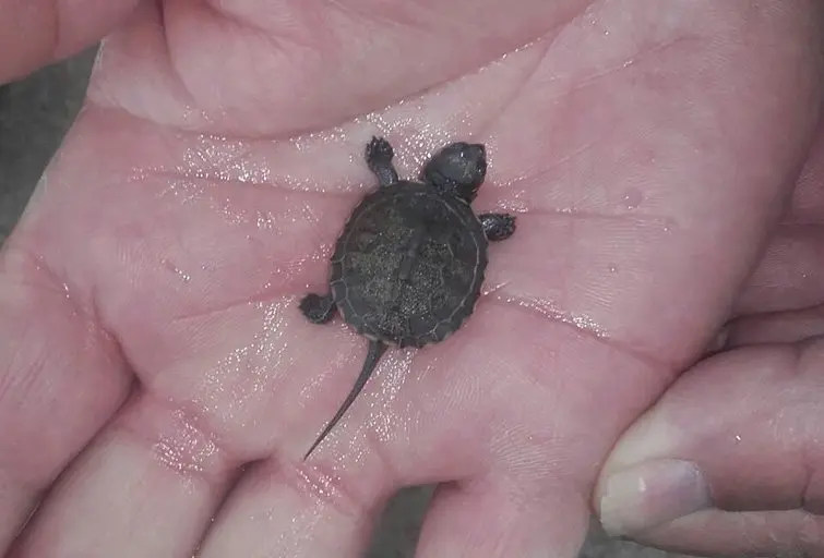 La cria de tortuga trobada recentment a l'Estany d'Ivars i Vila-sana