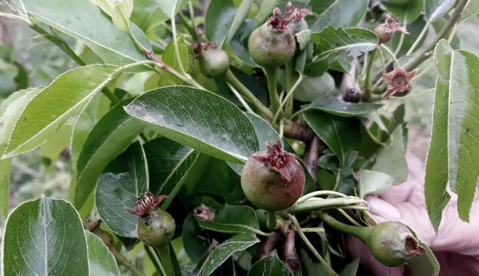 Arbre malmès per la calamarsada a Albatàrrec