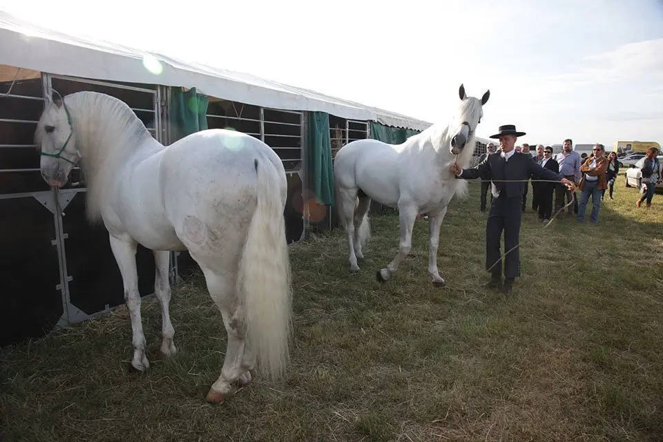Primera edició del certamen EquiMollerussa a l'INS Mollerussa (1)