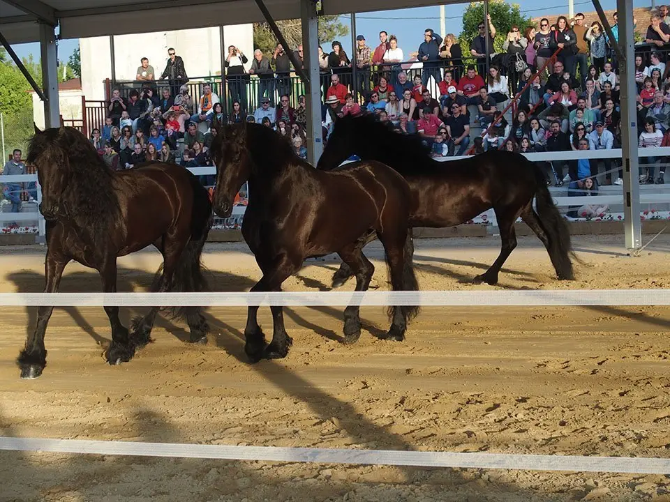 Primera edició del certamen EquiMollerussa a l'INS Mollerussa (31)