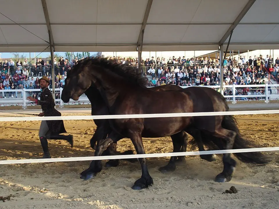 Primera edició del certamen EquiMollerussa a l'INS Mollerussa (32)