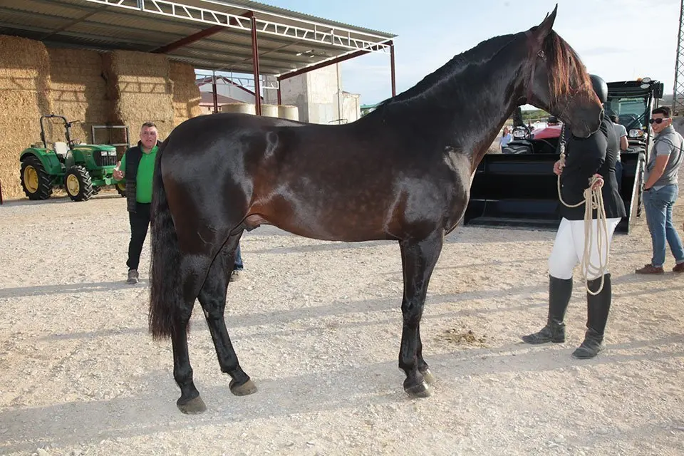 Primera edició del certamen EquiMollerussa a l'INS Mollerussa (38)