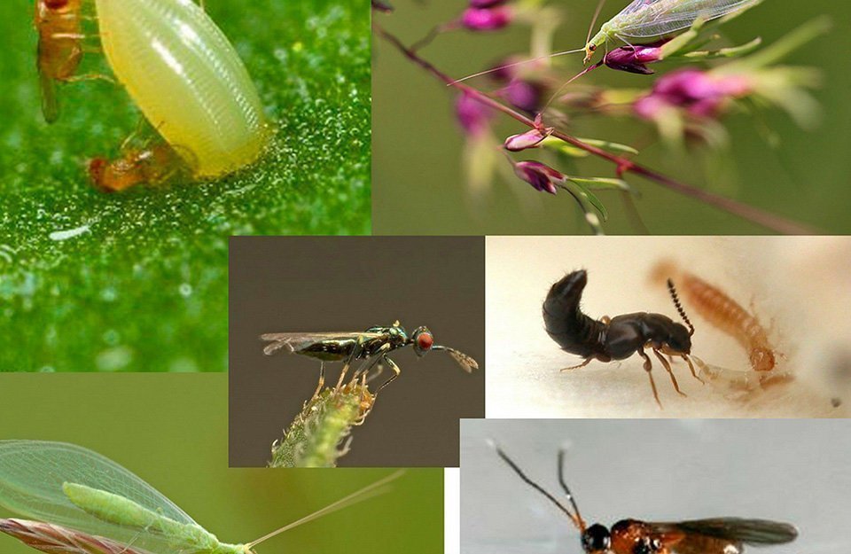 Insectes que afecten els conreus agrícoles, les plagues més freqüents