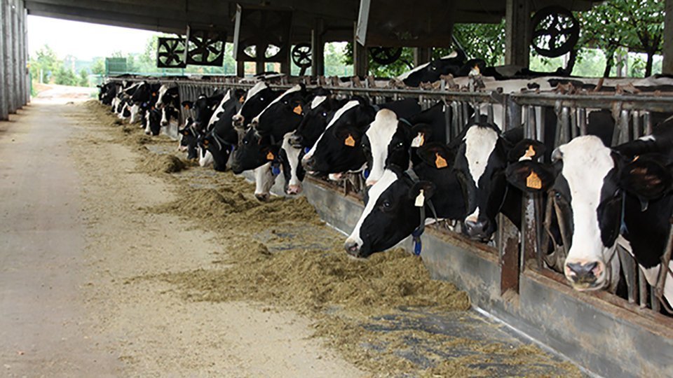 Els propietaris de bestiar boví de llet seran els beneficiàris d'aquest ajut
