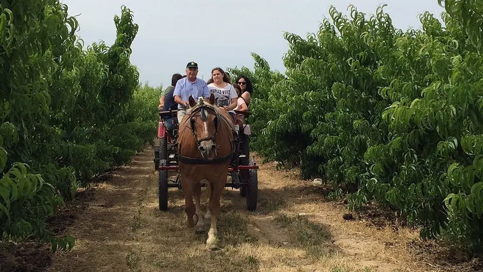 Ruta de Patrimoni Alcarràs en Fruit edició del 2017 intrior