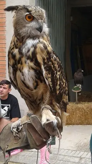 Mostra d'Oficis i Artesania (9)