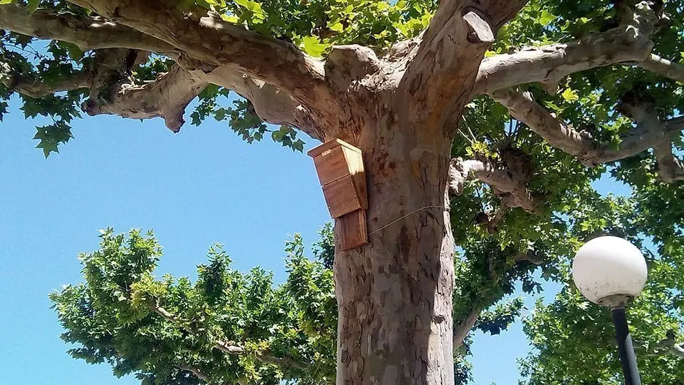 Caixes niu col·locades als arbres pròxims a les piscines municipals inter