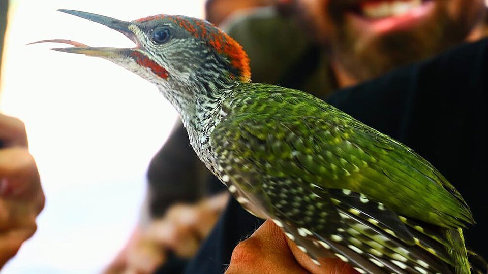 Imatge de l'anellament d'ocells de l'Espai Natural d'Anglesola-Vilagrassa 2