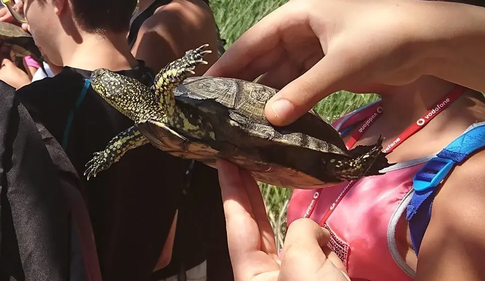 Un dels sis exemplars de tortuga alliberats a l'Estany