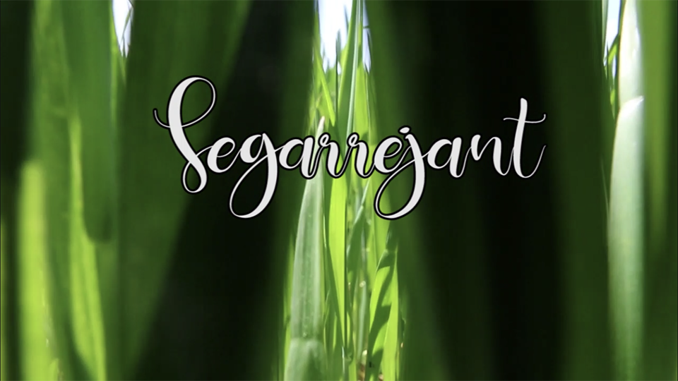 Segarejant, la sèrie de vídeos promocionals de la Segarra