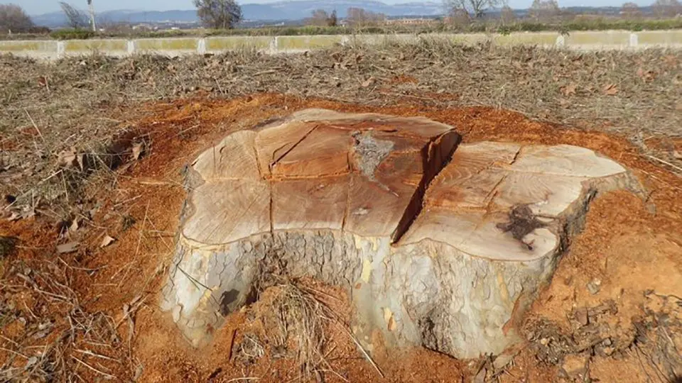 Imatge de la tala d'arbres del Canal Urgell a la zona d'Agramunt