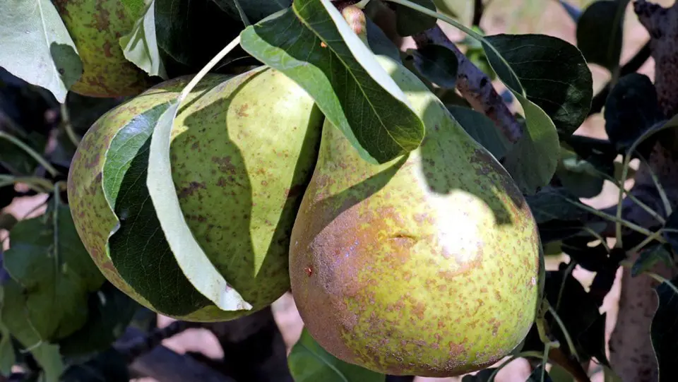 Una pera d'una finca de Juneda, afectada per la tempesta 1