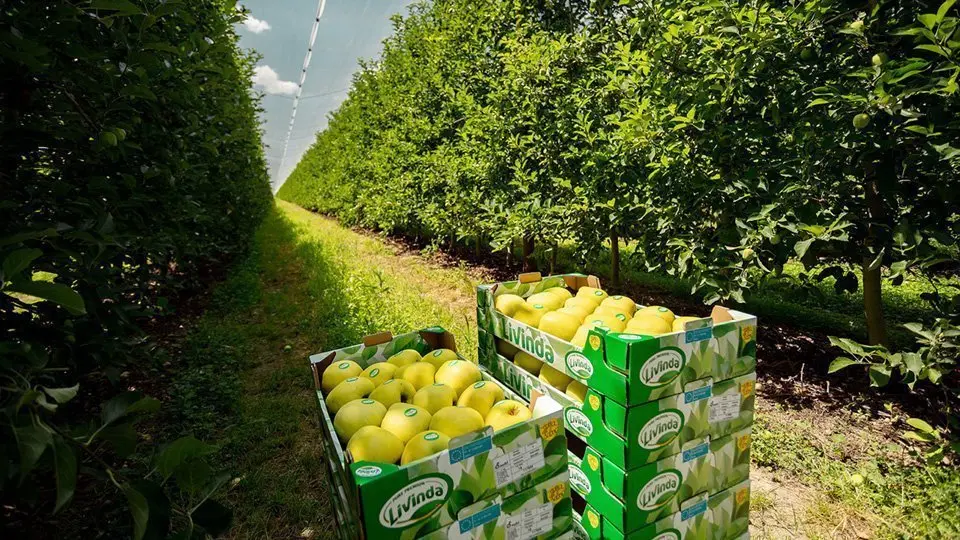 Nufri ha començat a collir les pomes  Livinda a la finca de la Rasa, a Sòria