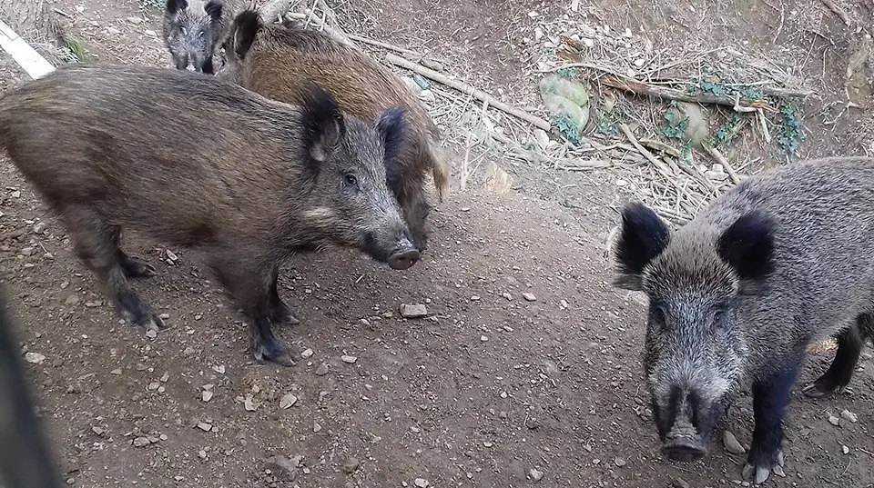 Senglars en els conrreus de la demarcació de Lleida ©Territoris