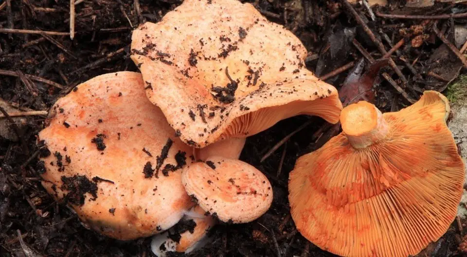 Rovellons en els boscos de la demarcació de Lleida