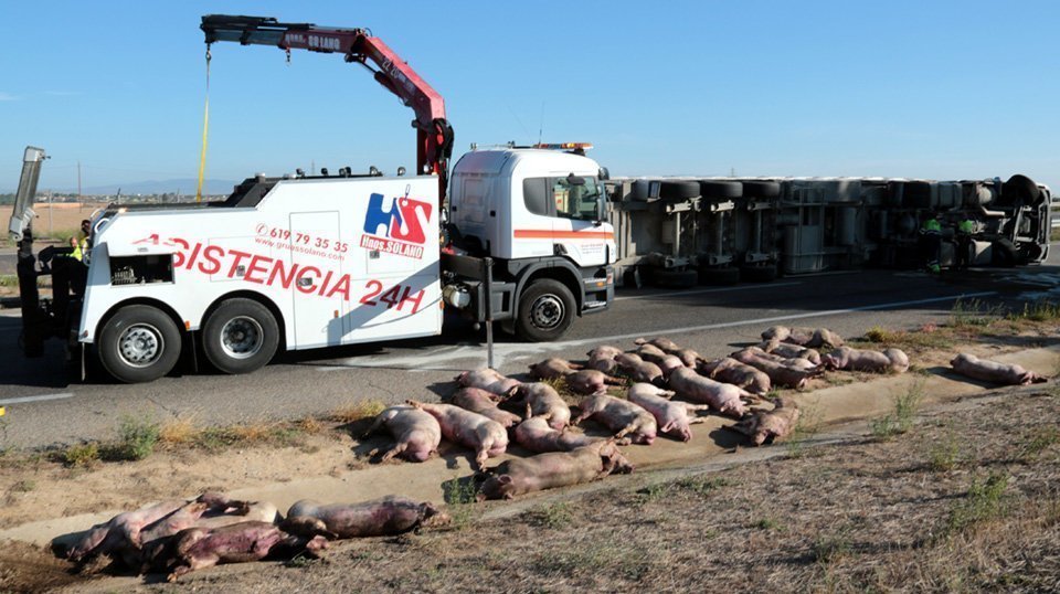 Alguns dels porcs que han mort arran de l'accident del camió que els transportava a l'A-2, al terme municipal de Lleida. Imatge del 24 de setembre del 2018. (Horitzontal)
