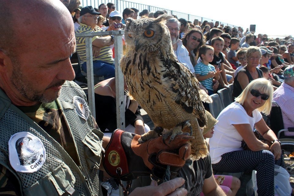 Demostracions de falconeria en la Fira del Caçador de Tàrrega
