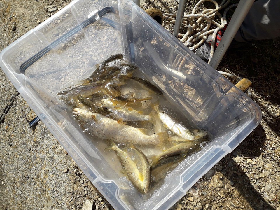 Els peixos autòctons rescatats als canals