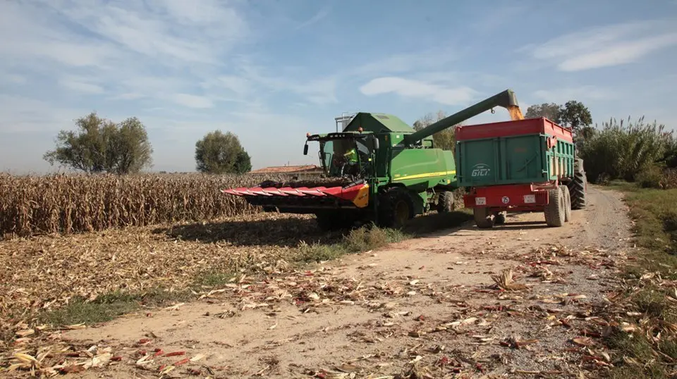 Inici de la campanya del panís en una finca de Linyola