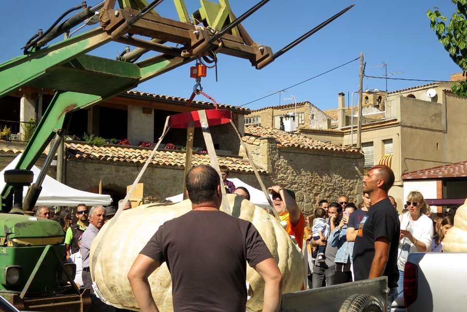 Una carabassa vinguda de Corbera d'Ebre de 515 quilos guanya el concurs de Sedó