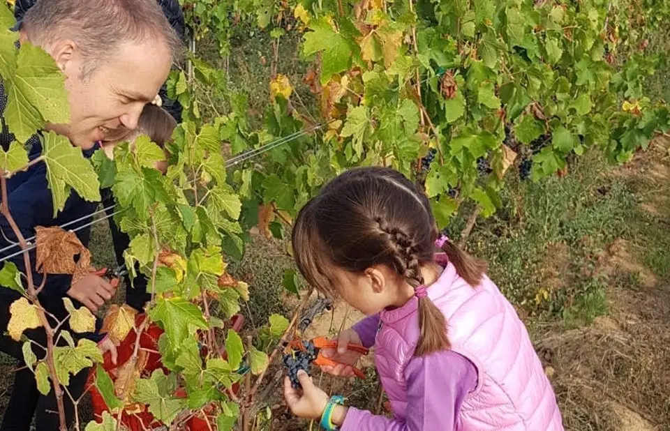 Els més petits participen en la verema al celler Terrer de Pallars