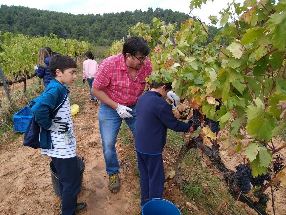 Els més petits participen en la verema solidària del celler Mas Blanch i Jové