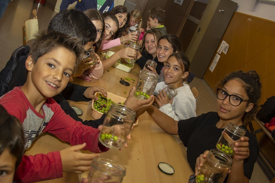 Els alumnes de l'escola Montalbà preparen els pots d'olives