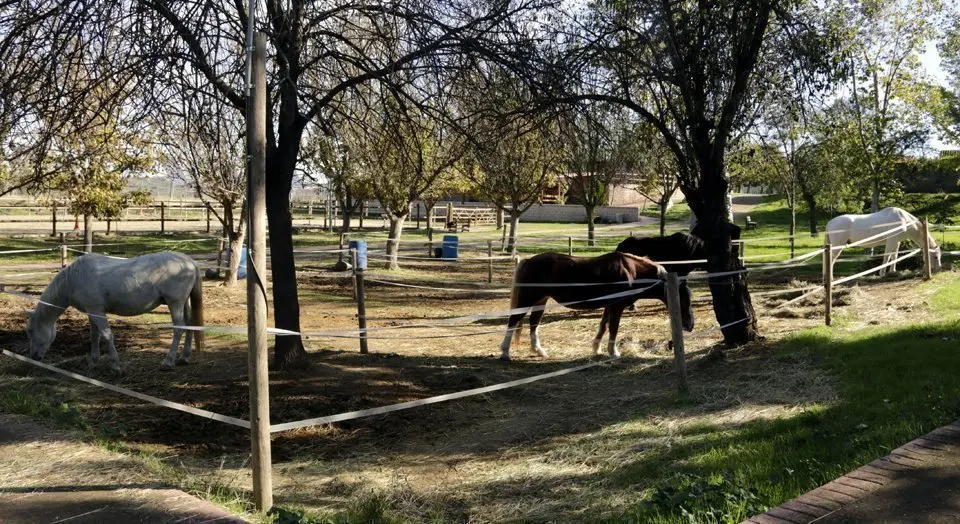 Cavalls de la Fundació Manreana amb què es fan teràpies eqüestres