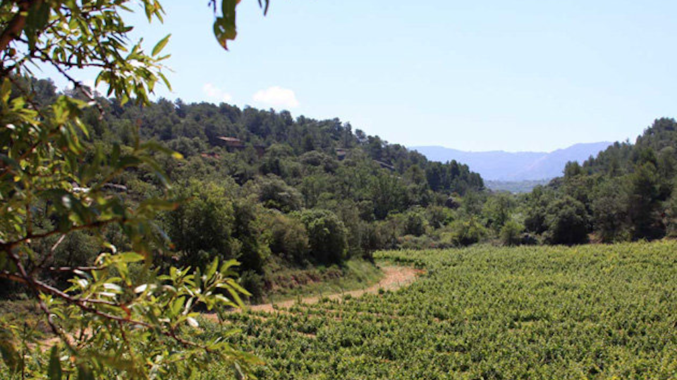 Vinyes de la finca de Mas Blanch i Jové ©Territoriscat