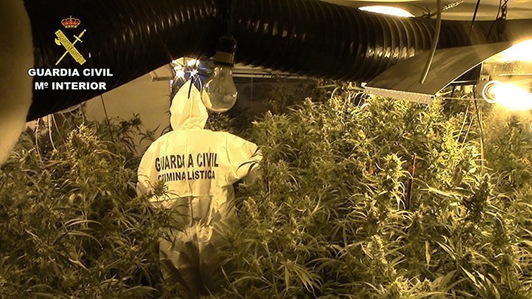 Plantes de marihuana intervingudes a Lleida