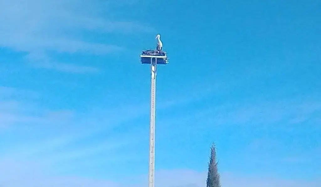 El nou emplaçament de les cigonyes a les Borges Blanques. Foto Anna Roig