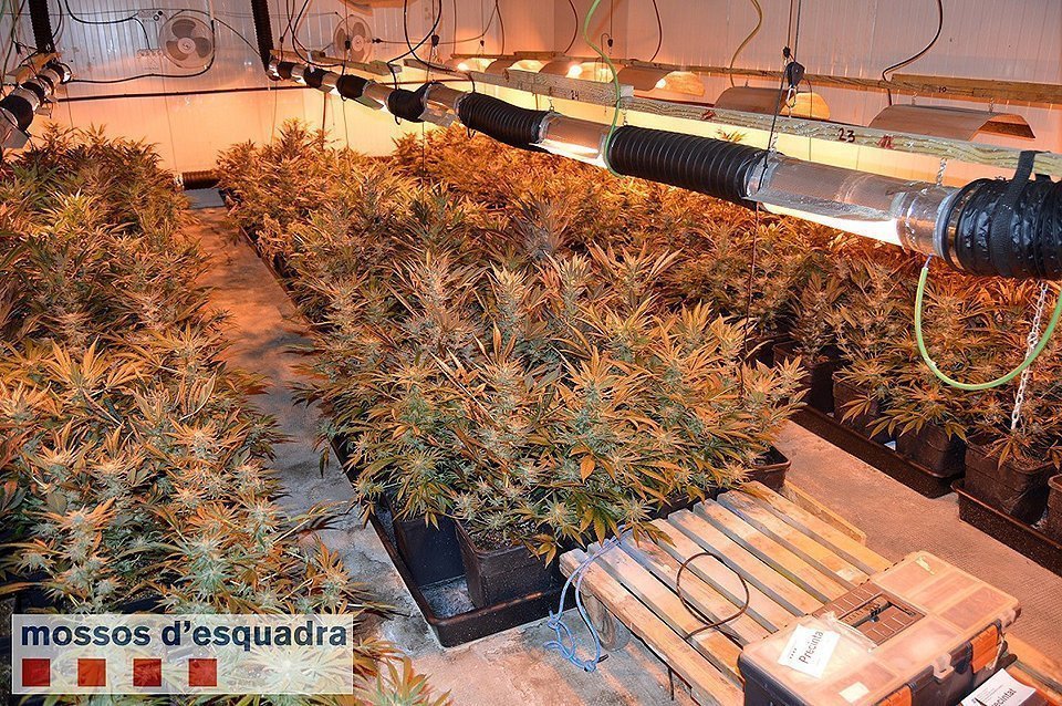 Imatge de les plantes cultivades en una nau a l'Horta de Lleida 1