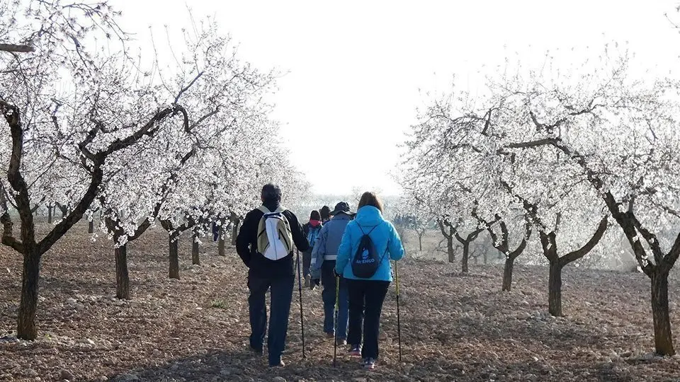 Camps florits a la comarca de les Garrigues