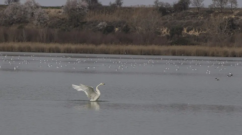 Alliberament cigne cantaire a l'Estany d'Ivars i Vila-sana