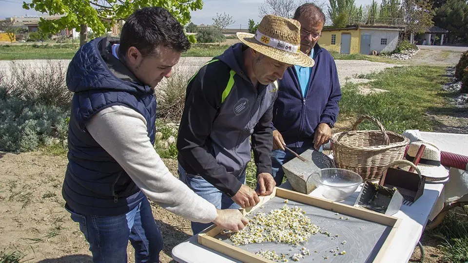 Gerard Barsalà, Àlex Mases, i Mingo Sarradell preparen la camamilla