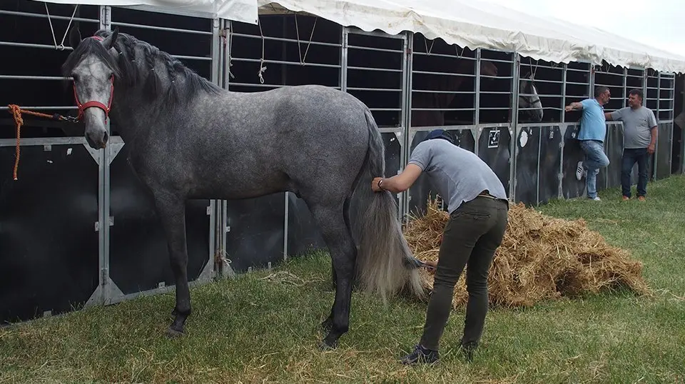 Els primers cavalls a les instal·lacions de l'INS Mollerussa - @FiraMollerussa