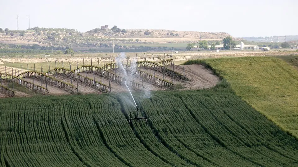 Una finca de cereal regada amb aigua de canal Segarra-Garrigues