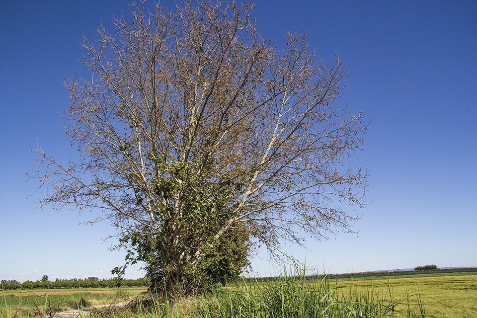 Els arbres morts en el marge de la séquia al terme del Poal