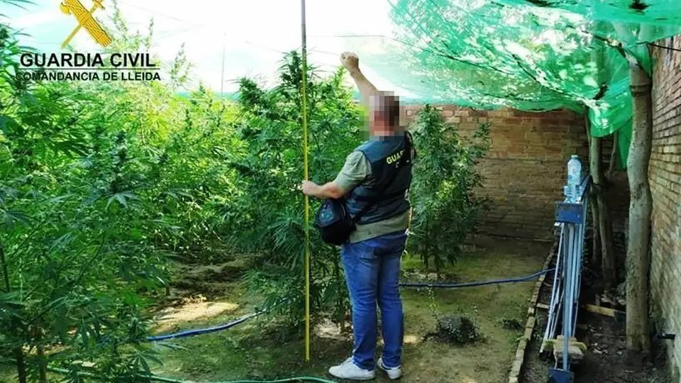 La plantació localitzada a Bellvís