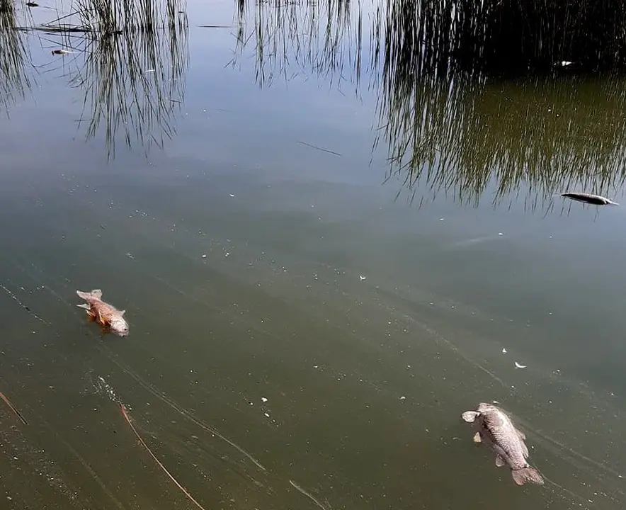 Carpes mortes a l&#39;Estany d&#39;Ivars i Vila-sana