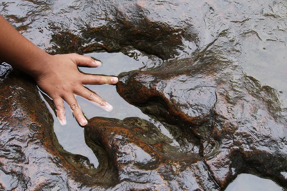 hand and dinosaur footprint .