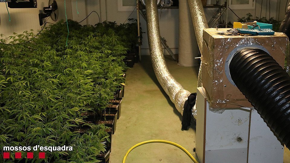 Les plantes de marihuana i del sistema de cultiu que aquest dimarts s&#39;han trobat en una nau a les Borges Blanques