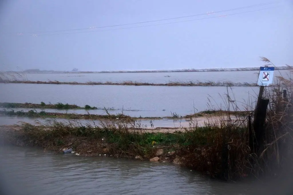 Pla general de camps d'arròs afectats per la inundació marítima del temporal Glòria a la zona de la Marquesa, al delta de l'Ebre. Imatge del 21 de gener de 2020. (horitzontal)