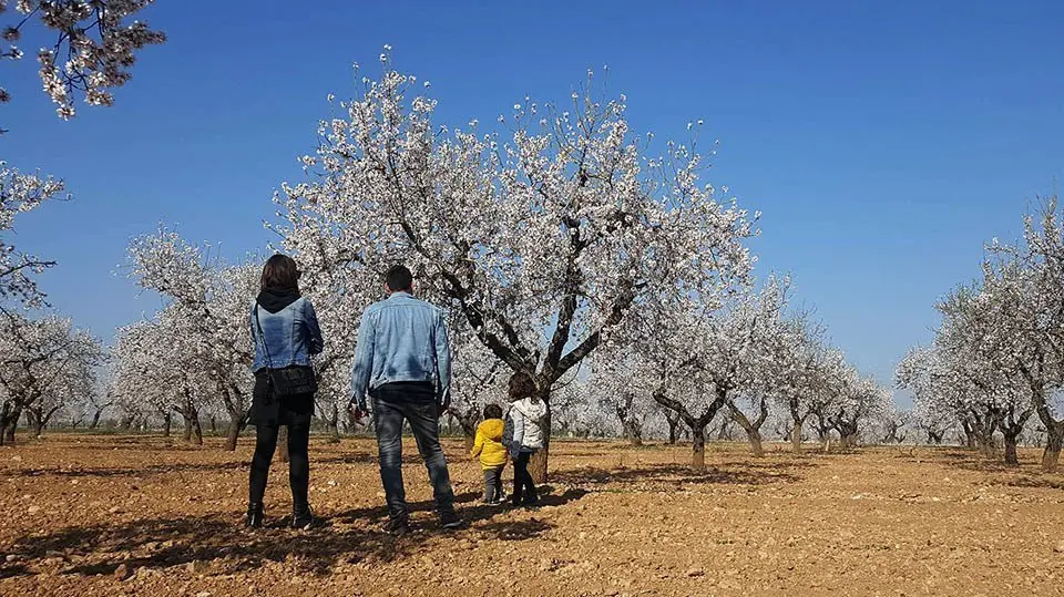 Públic familiar visita la floració de l&#39;ametller va les Garrigues