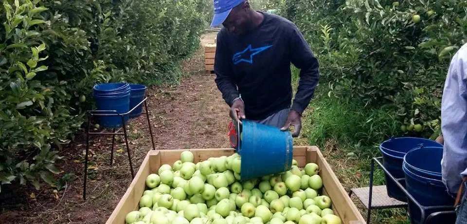 Collita de fruita a les finques de Ponent