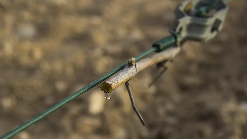 Una gota de saba mostra la vitalitat de la planta