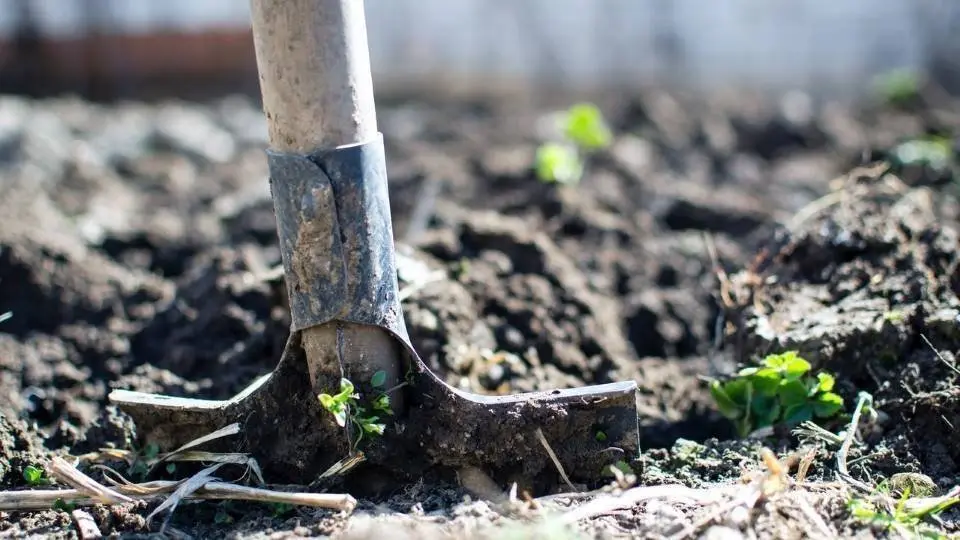 agriculture-backyard-blur-close-up-296230